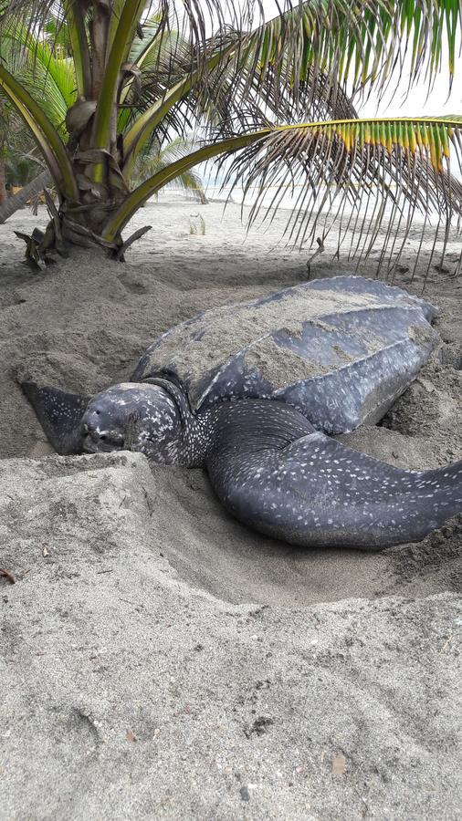 Playa Pikua Ecolodge Guachaca Екстериор снимка